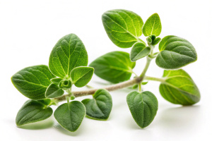 unas 2 ramas pequeñas de oregano aisladas sobre fondo blanco