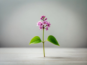 single Lilac micro shoot in spring white background