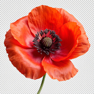beautiful Red petals black stamens poppy flower macro on a transparent background isolated with clipping path. Closeup. realistic. 8k