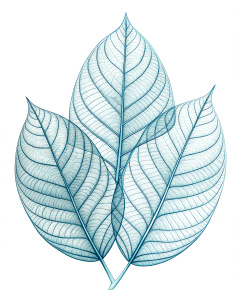 leafs, line draw, transparent back