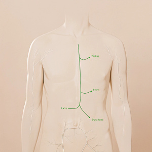 Illustrated diagram showcasing the spleen, pancreas, liver, gallbladder, bile ducts, inferior vena cava, and aorta. Detailed anatomical parts labeled with highlighted blood vessels and bile ducts in the liver, gallbladder in green.