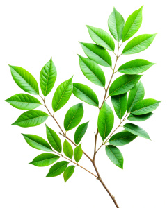 Illustration of one leafy tree branch on a white background. Clear quality 4k