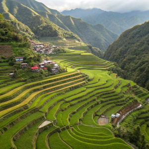 From above, the ancient Rice Terraces of the Philippine Cordilleras, a UNESCO World Heritage Site, stretch out in a stunning, stepped pattern, surrounding the tranquil village of Batad.