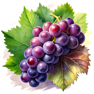 grapes