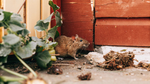 A close-up image of a brown rat in a garden, near damaged plants and a gnawed wooden structure, with visible rat droppings nearby.