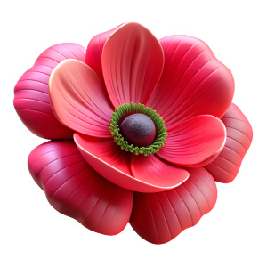 Overhead photo of fuchsia poppy Papaver rhoeas, no background, white background.