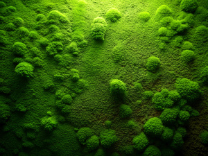Moss green textured gradient background