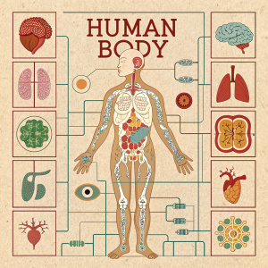 Anatomical diagram of the human body. Detailed illustration of internal organs, labeled body parts, grid-like organization, and symbolic representations.