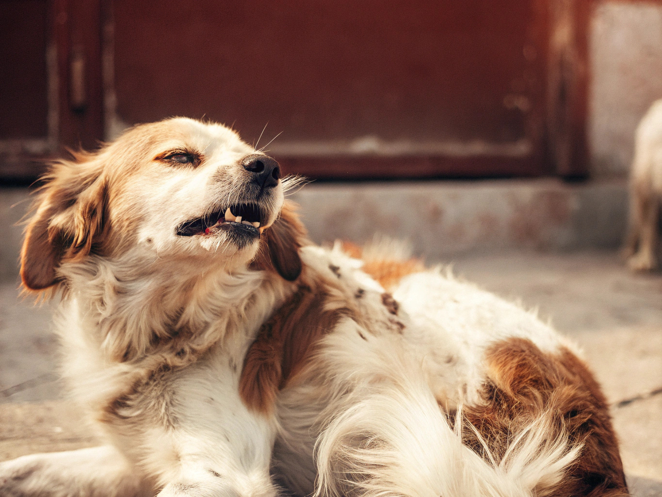 Dog itching