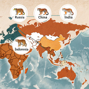 Interactive world map highlighting the territories of tigers across Russia, China, India, and Indonesia.
