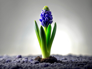 1 Hyacinth micro shoot