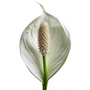 Peace Lily Spathiphyllum Wallisii flower png isolated on transparent background