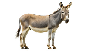 donkey isloated on white background