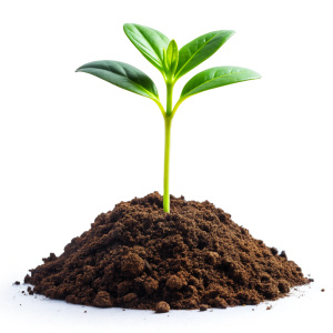 Sprout growth isolated on white transparent background, young plant growing from soil closeup, PNG
    