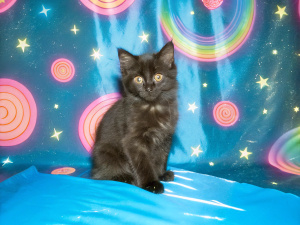 a photograph of a cute black kitten