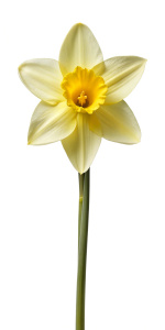 yellow daffodil, long stem