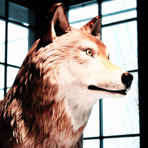 3D model of a wolf's head. Highly detailed sculpt with realistic fur texture. Dark, minimal background