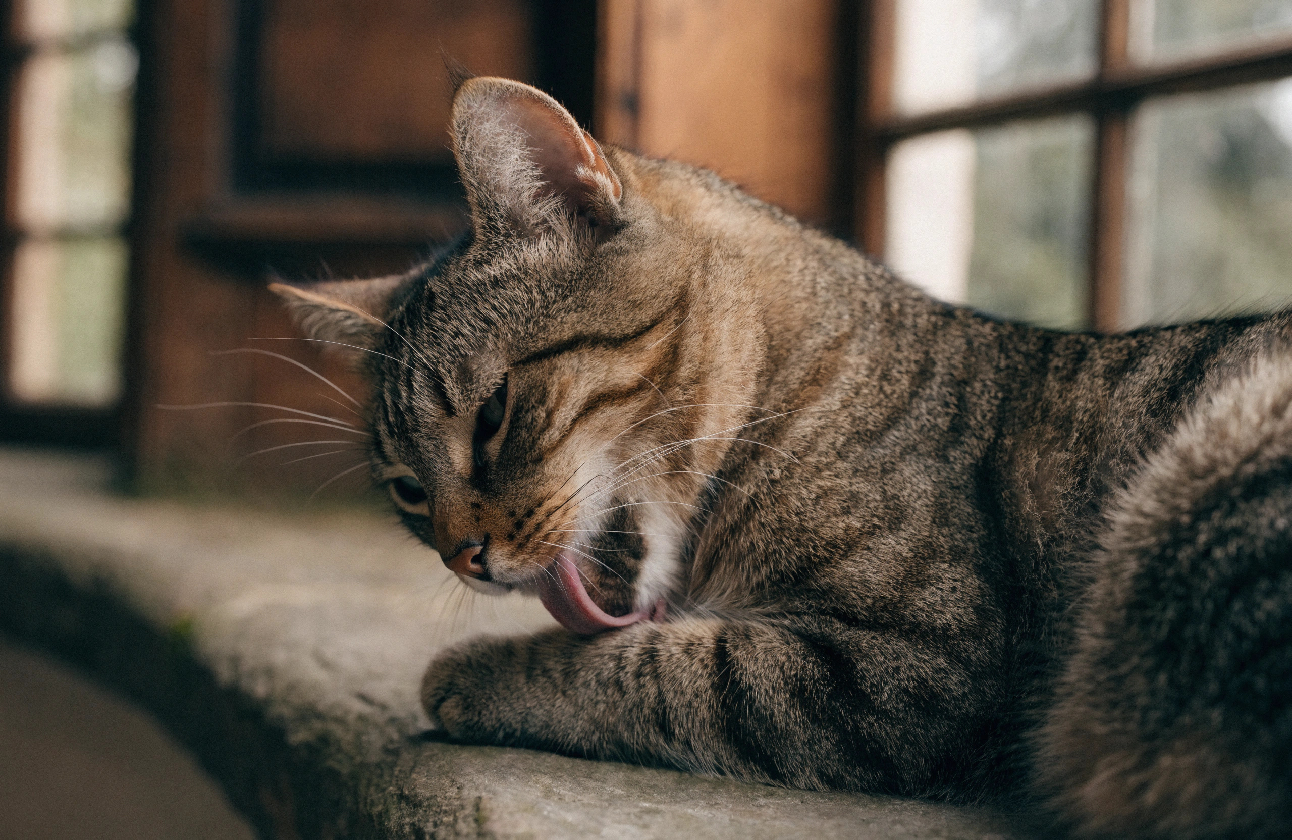 Cat licking its fur
        