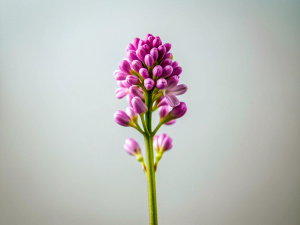 single Lilac micro shoot in spring white background