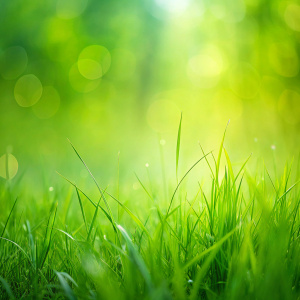 green grass background in summer with blurred effect, minimalist designed