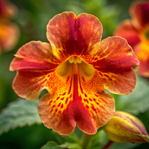 realsitic photo close up of MIMULUS bach flower. 4k UHD