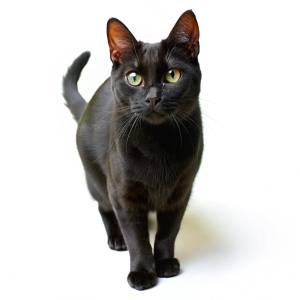 coming black cat, png file of isolated cutout object with shadow on white background