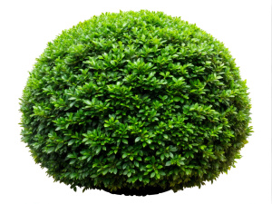 Bush on a white background Sharp picture quality, high resolution