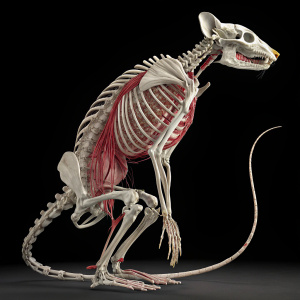 3D model of a rat's skeletal and muscular system, rendered in high detail.