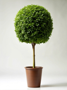 Beautiful tall stemmed bush in a pot on a white background. no reflection Sharp picture quality, high resolution