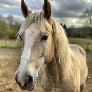 Caballo