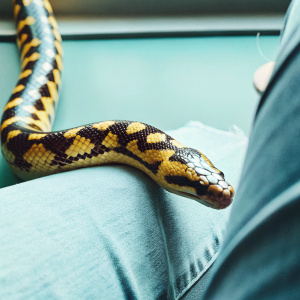 Lampropeltis morph banana