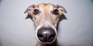 Борзая тыкает носом в камеру