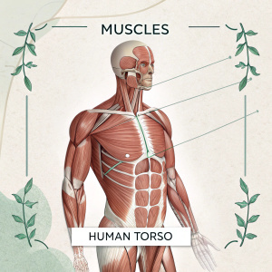 Anatomical illustration of human torso muscles, labeled and detailed. Educational poster.