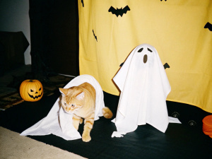 Orange cats and milk cats with halloween vibes