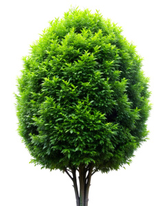 tall green bush on a white background Sharp picture quality, high resolution
