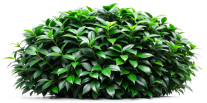 green leaf bush on a white background Sharp picture quality, high resolution