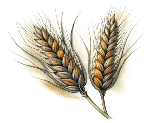 2 ears of wheat