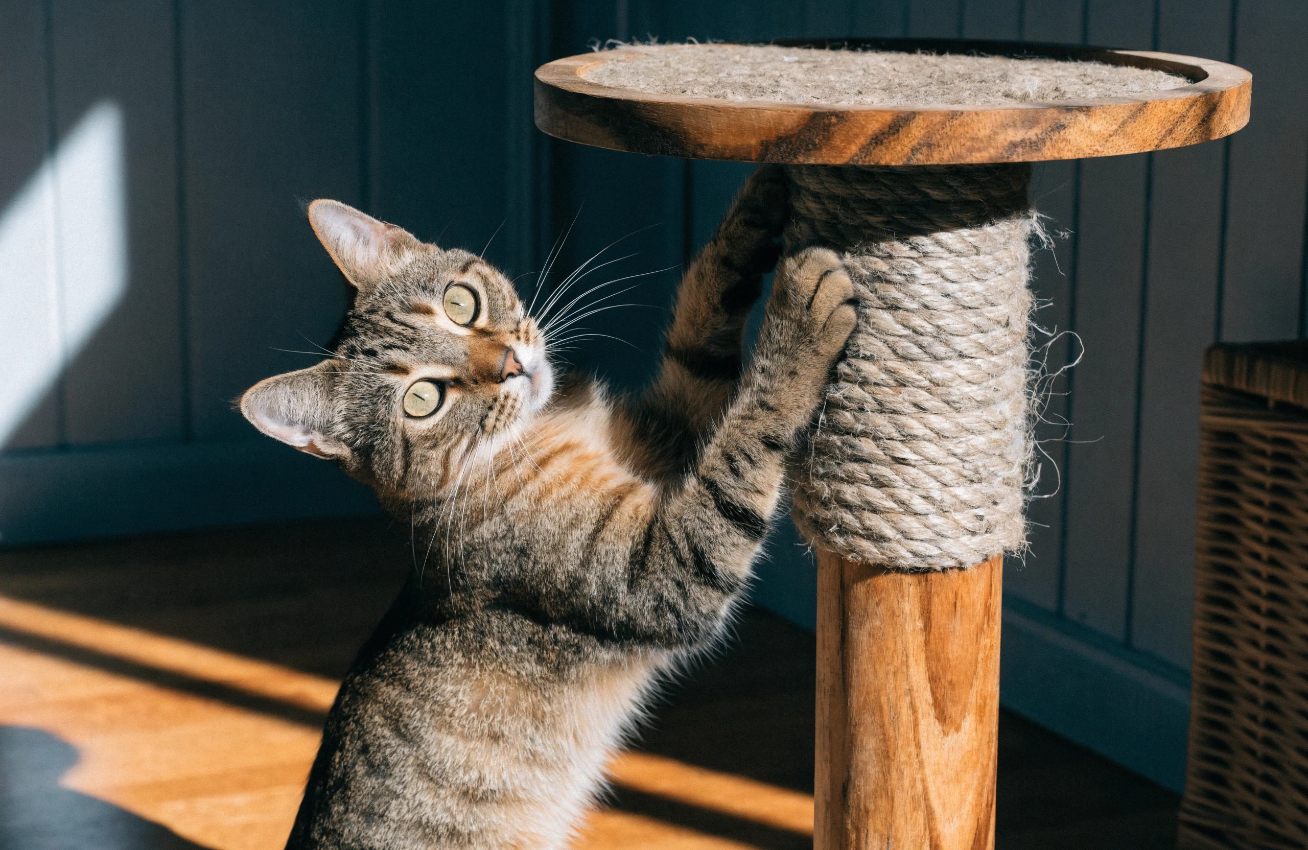 Cat scratching
        