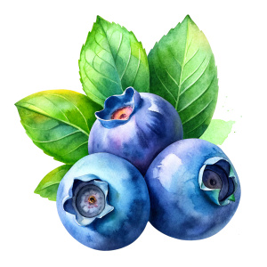 watercolor Blueberry