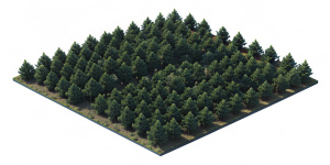 plantación de bosques de pino en un bloque del mismo tamaño