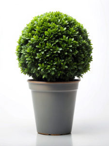 One bush in a pot on a white background no reflection Sharp picture quality, high resolution