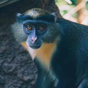 Close-up shot of a Wolf's Guenon Monkey. Dark and light fur tones, expressive eyes, earthy backdrop.