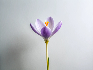 minimalist 1 Crocus micro