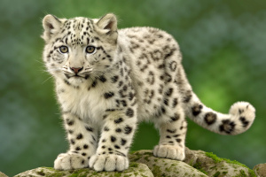 Single snow leopard cub prowling on rocky surface, 4k