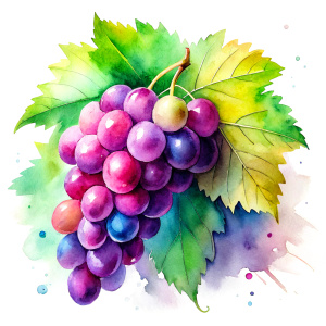 watercolor Grape