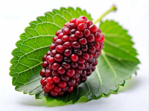 Mulberry, Fruit