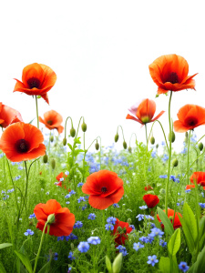 flower bed poppies, grass, forget-me-nots on a white background