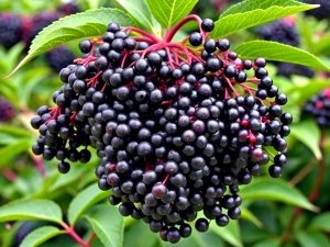 Elderberry, Fruit