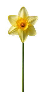 yellow daffodil, long stem