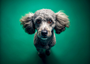 gray Poodle, sadness, jump, top view, sharp focus